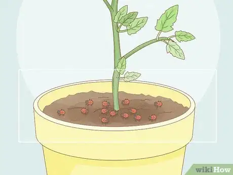 Imagen titulada Get Rid of Red Spider Mites Organically Step 8