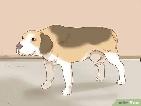 Imagen titulada Tell if Your Dog Is Depressed Step 12