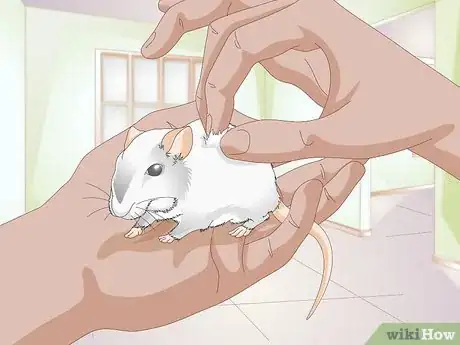 Imagen titulada Know if a Gerbil Is Ill Step 3