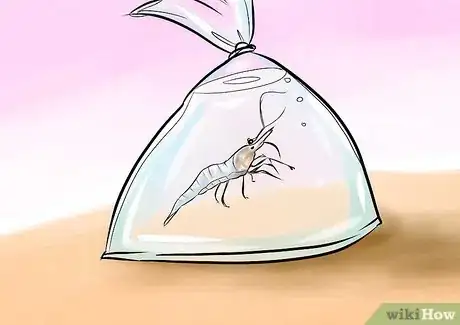 Imagen titulada Take Care of Ghost Shrimp Step 5