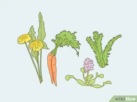 Imagen titulada Care for a Red Eared Slider Turtle Step 16