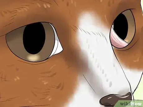 Imagen titulada Treat Third Eyelid Protrusion in Cats Step 7