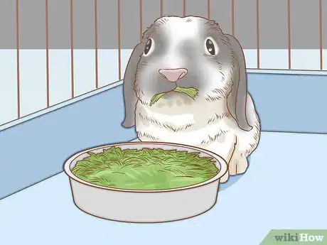 Imagen titulada Set up a Rabbit Cage Step 13