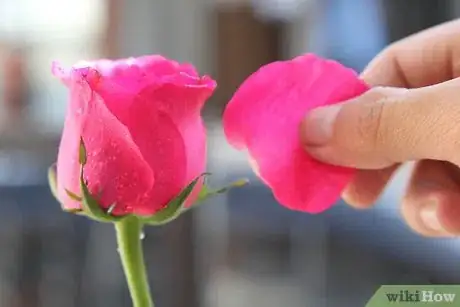 Imagen titulada Dry Rose Petals Step 3