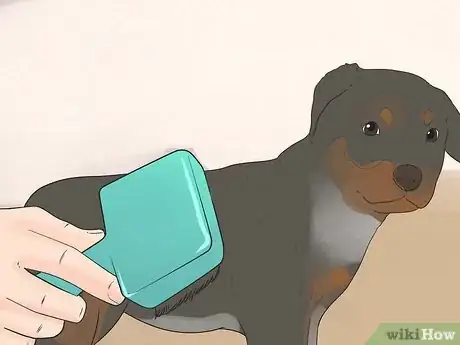 Imagen titulada Care for a Rottweiler Puppy Step 7