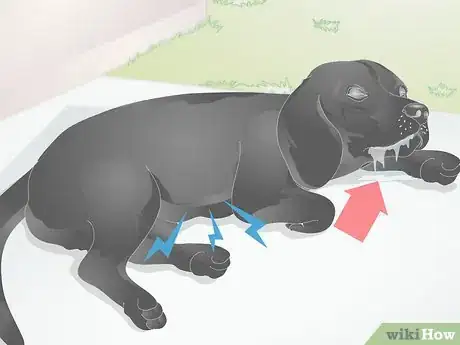 Imagen titulada Diagnose Yellow Foamy Vomit in Dogs Step 3