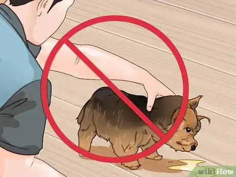 Imagen titulada Train a Yorkie Step 13