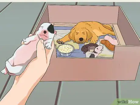 Imagen titulada Clean a Mother Dog After She Gives Birth Step 5
