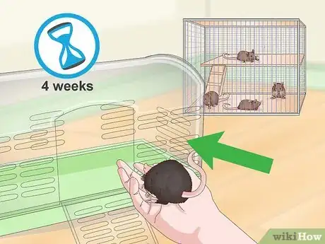 Imagen titulada Spot Common Signs of Illness in Mice Step 9