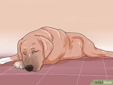 Imagen titulada Treat Dog Diarrhea Step 14