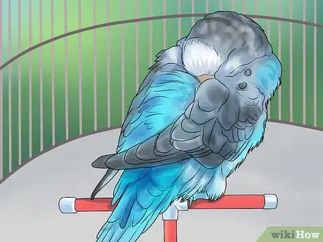 Imagen titulada Keep a Parakeet Groomed Step 9