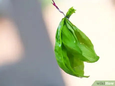 Imagen titulada Dry Basil Step 7