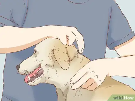 Imagen titulada Remove Sticky Barbed Seeds from Your Dog's Fur Coat Step 1