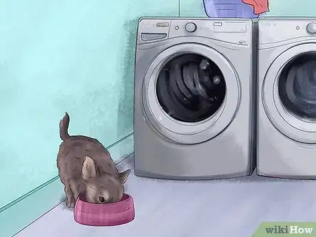 Imagen titulada Feed Picky Chihuahuas Step 11