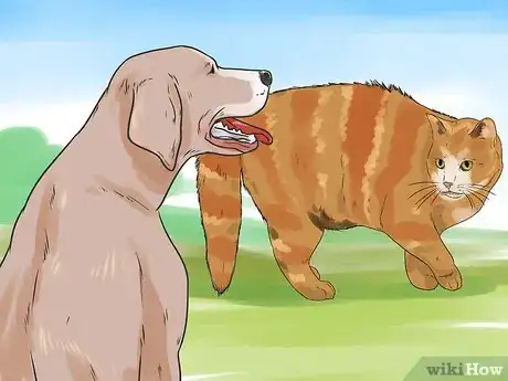 Imagen titulada Get Your Cat to Stop Hissing Step 3