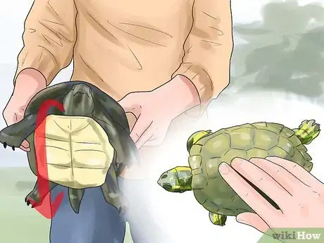 Imagen titulada Pet a Turtle Step 2