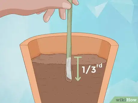 Imagen titulada Clone Plants Step 8