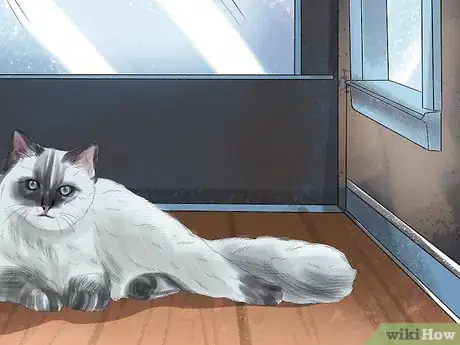 Imagen titulada Care for Ragdoll Cats Step 13