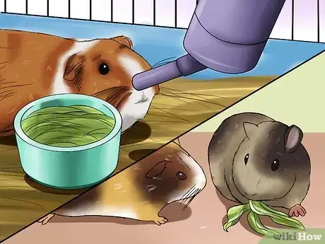 Imagen titulada Know if a Pet Guinea Pig Is Ill Step 4