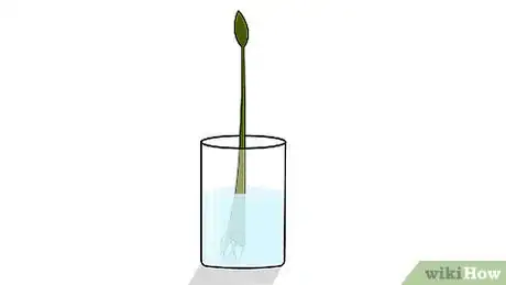 Imagen titulada Grow a Ficus Benjamina Step 7