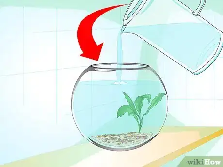 Imagen titulada Care for a Betta Fish in a Vase Step 4