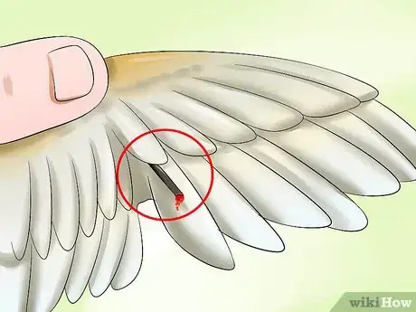 Imagen titulada Clip a Cockatiel's Flier Feathers Step 10
