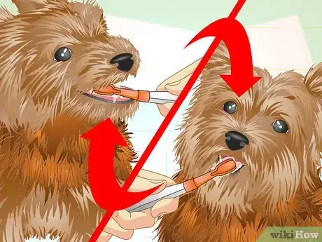 Imagen titulada Keep Your Yorkie's Teeth Clean Step 11