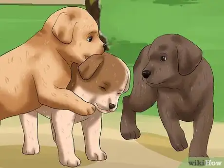 Imagen titulada Get Your Puppy to Stop Biting Step 11