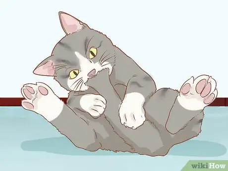 Imagen titulada Diagnose and Treat Anal Gland Disease in Cats Step 5