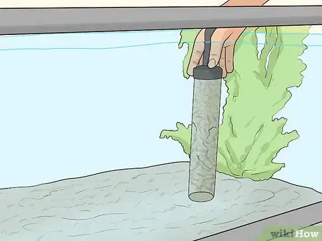 Imagen titulada Clean a Saltwater Tank Step 6