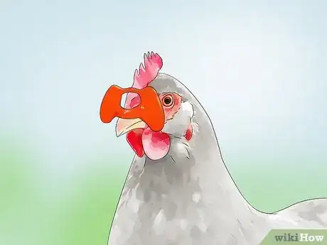 Imagen titulada Keep Chickens from Eating Their Own Eggs Step 11