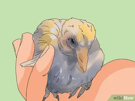 Imagen titulada Care for a Fledgling Pigeon Step 12