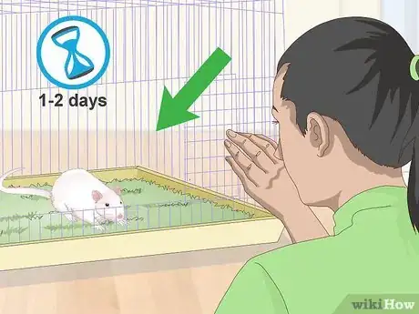 Imagen titulada Handle a Pet Rat Step 1