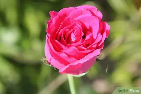 Imagen titulada Dry Rose Petals Step 1