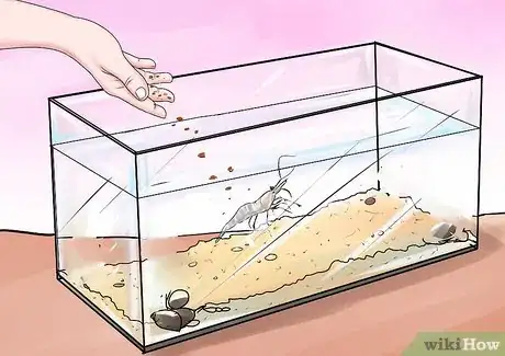 Imagen titulada Take Care of Ghost Shrimp Step 6
