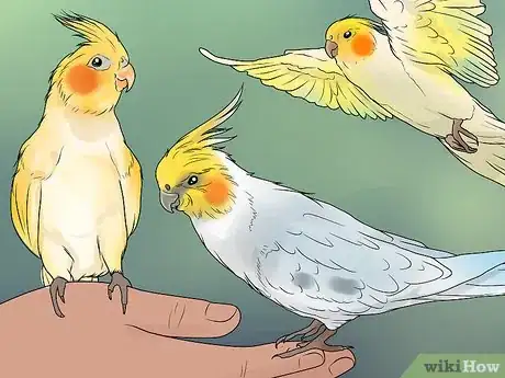 Imagen titulada Keep Multiple Cockatiels Step 10
