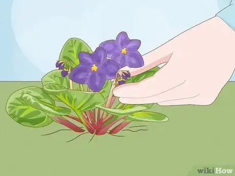 Imagen titulada Make Violet Tea Step 1