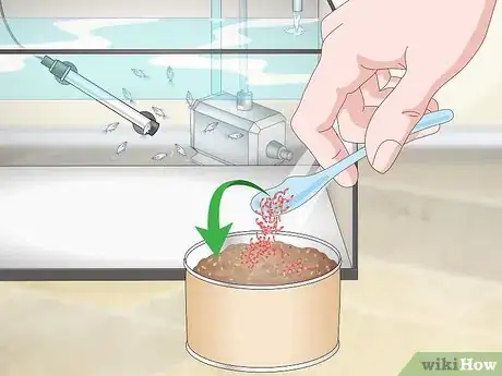 Imagen titulada Care for Baby Guppies Step 12