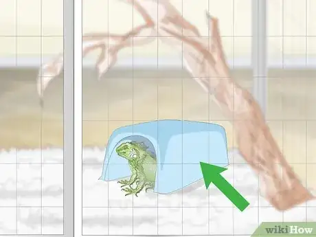 Imagen titulada Care for an Iguana Step 8