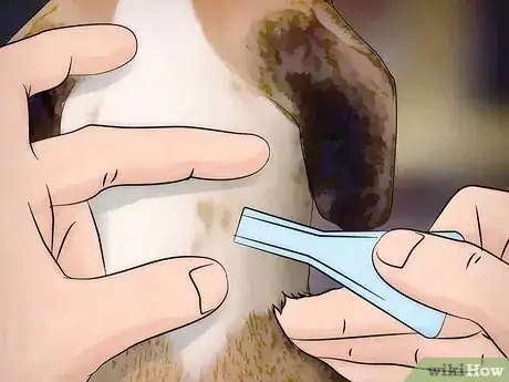 Imagen titulada Get Rid of Dog Lice Step 7