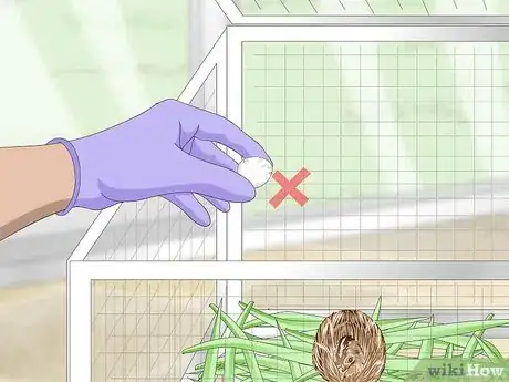 Imagen titulada Breed Quail Step 12