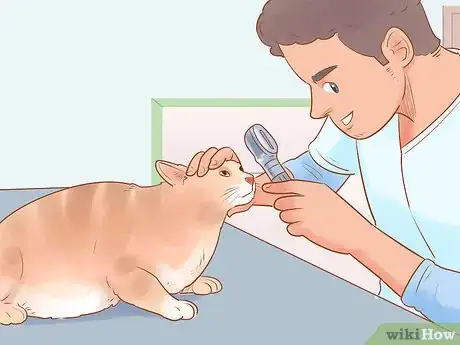 Imagen titulada Help a Cat That Is Dragging Its Rear Legs Step 2
