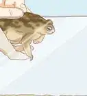 tener como mascota a un sapo que atrapaste