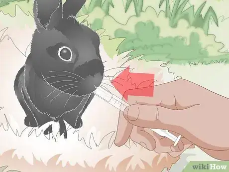Imagen titulada Feed a Wild Rabbit Step 8
