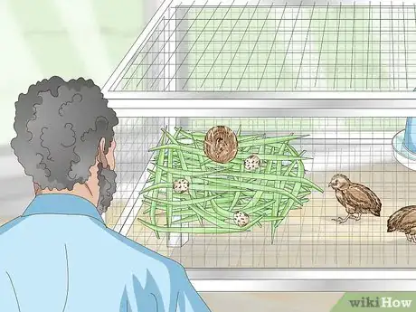 Imagen titulada Breed Quail Step 11
