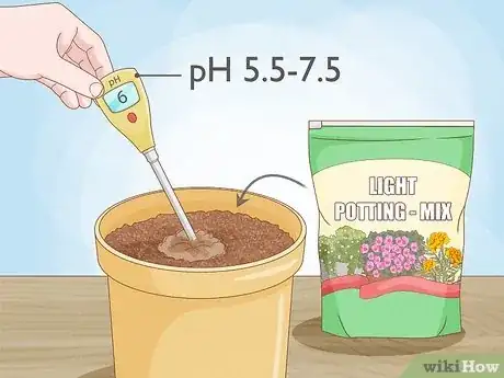 Imagen titulada Plant Forget Me Not Seeds Step 7