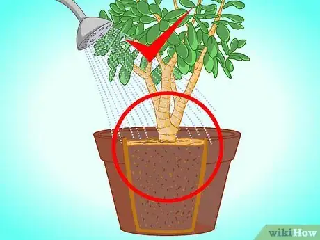 Imagen titulada Transplant a Jade Plant Step 13