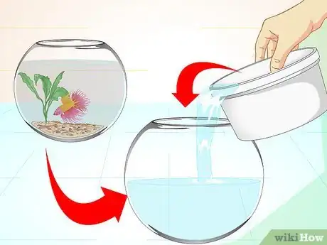 Imagen titulada Care for a Betta Fish in a Vase Step 7
