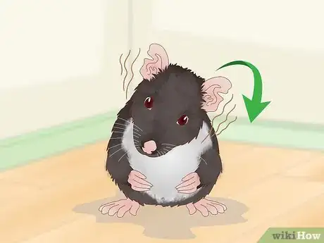 Imagen titulada Spot Common Signs of Illness in Mice Step 5