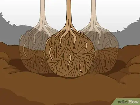 Imagen titulada Transplant a Young Tree Step 14
